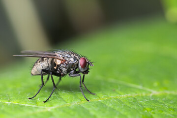 fly resting on a green leaf with blurry background