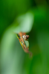 Obraz premium Small snail on a blade of grass in the morning, macro photography
