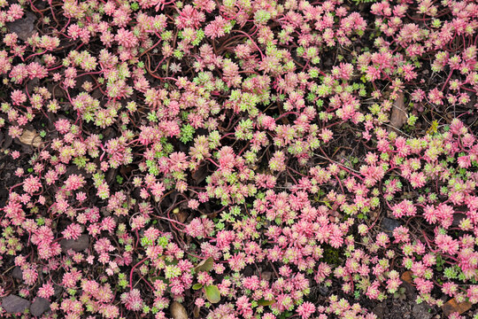 Sedum hispanicum or Spanish stonecrop, pink and green leaves, top view. Colourful natural background