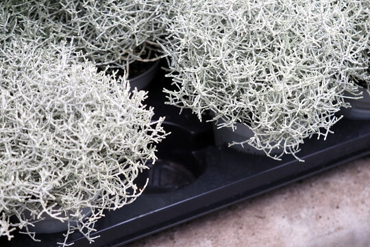 Stacheldrahtpflanze, Cushion bush in flower pots. Silver houseplant. Leucophyta or Calocephalus brownii Silver Sand