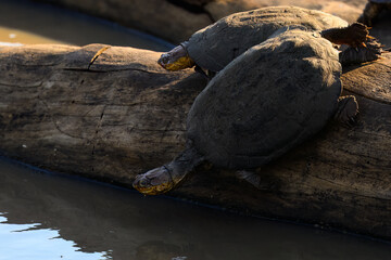 Turtles diving into the pond 