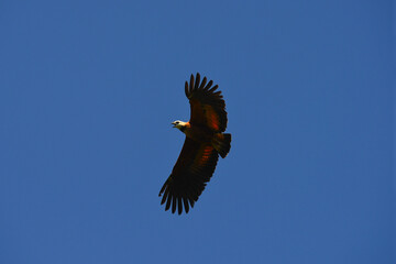 A black-collared hawk (Busarellus nigricollis) flying above the Guaporé - Itenez river near the village of Remanso, Beni Department, Bolivia, on the border with Rondonia state, Brazil