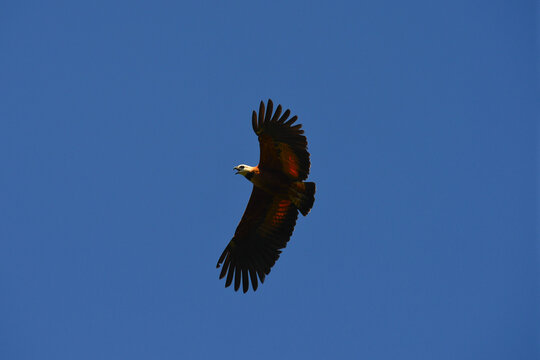 A black-collared hawk (Busarellus nigricollis) flying above the Guaporé - Itenez river near the village of Remanso, Beni Department, Bolivia, on the border with Rondonia state, Brazil