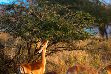 Impala feeding on a tree