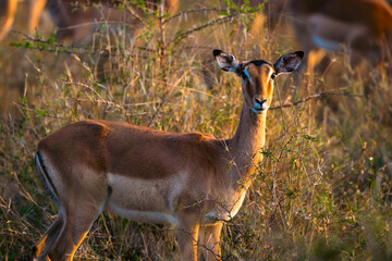impala in the wild