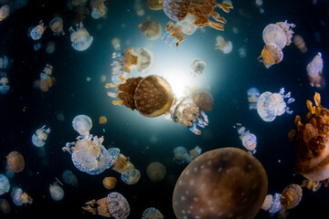 Fototapeta na wymiar Spotted Jellyfish