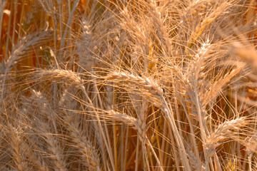 golden wheat field