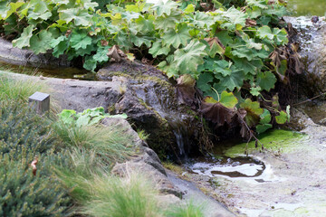 Artificially created stream in the botanical garden for plant nutrition