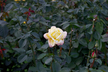 Beautiful rose flower 