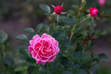 Beautiful rose flower "rosa octavia hill" close-up with copyspace