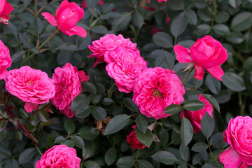 Beautiful rose flower "rosa octavia hill" close-up