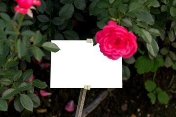 Beautiful rose flower "rosa octavia hill" close-up with mockup