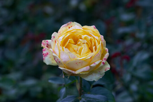 Beautiful rose flower "rosa marselisborg" close-up