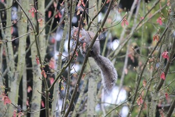 Squirrel foraging in trees