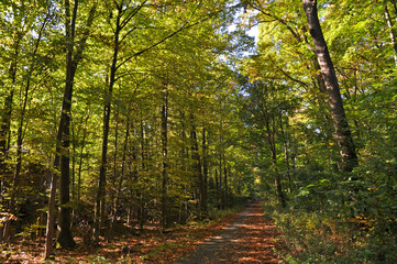 Herbstwald Mischwald