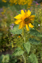 sunflower in the garden