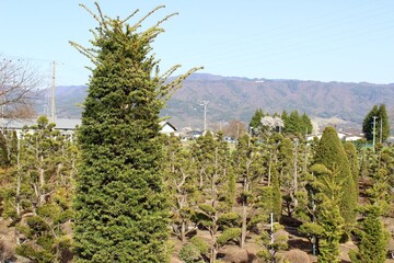 Japanese tree farm