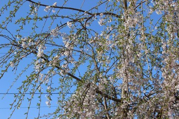 Sakura tree in spring