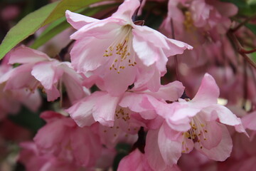 Pink macro florals