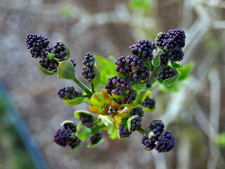 Blackberries