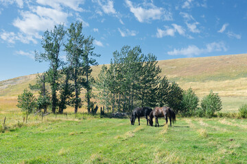 Two horses grazing in rural country pasture near trees at the bottom of a hill on a beautiful sunny day with blue sky