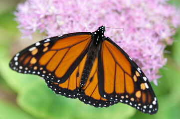 male Danaus plexippus close up