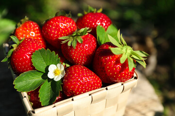 Basket of ripe strawberries outdoors on sunny day, closeup
