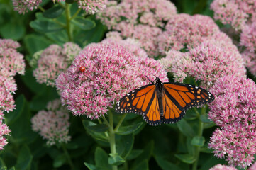 male Danaus plexippus and ladybug