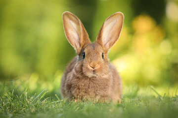 Cute fluffy rabbit on green grass outdoors