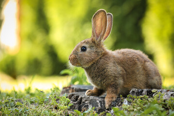 Cute fluffy rabbit on tree stump among green grass outdoors. Space for text