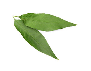 Two green peach tree leaves isolated on white