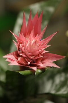 Beautiful blooming bromelia flower on blurred background, closeup © New Africa
