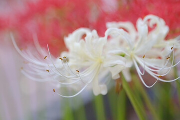 Fototapeta na wymiar 彼岸の時期が来ると道端で見かける彼岸花。白の彼岸花もよく見る。曼珠沙華ともいう。白い花をマクロレンズで花びらと雄蕊を浮き上がらせる。