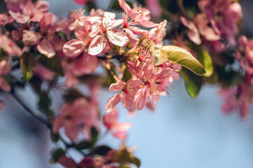 Pink cherry blossoms in the Spring