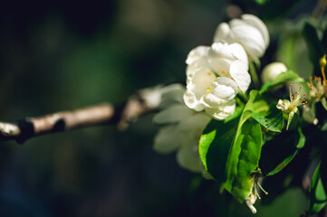 White cherry blossoms in the Spring