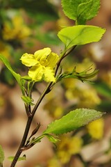 Hop Goodenia (Goodenia ovata) flower and foliage