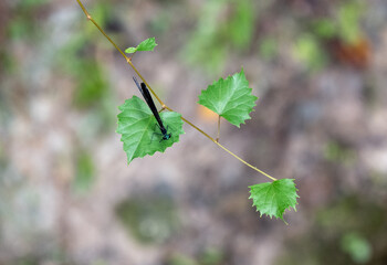 A thin damselfly perched on a vine