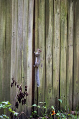 A single squirrel climbing up a wooden fence in a suburban area
