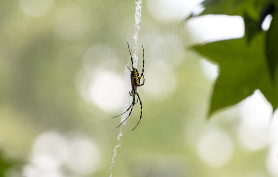 A large Black and Yellow Garden Spider hanging from its web