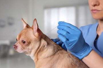 Veterinary holding acupuncture needle near dog's neck in clinic, closeup - obrazy, fototapety, plakaty