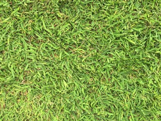 Green grass background texture.