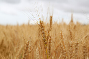 Beautiful ripe wheat spikes in agricultural field