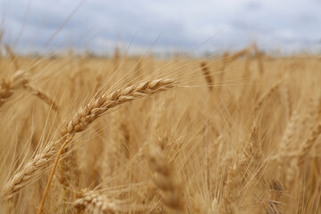 Fototapeta na wymiar Beautiful ripe wheat spikes in agricultural field