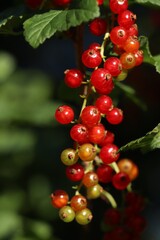 Closeup view of red currant bush with ripening berries outdoors on sunny day
