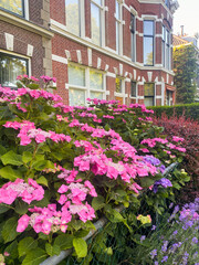 Hortensia plant with beautiful flowers growing near building