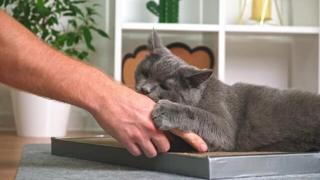 A grey cat is playing with a man's hand. The cat bites the man's hand. The angry gray cat protects the scratching post.
