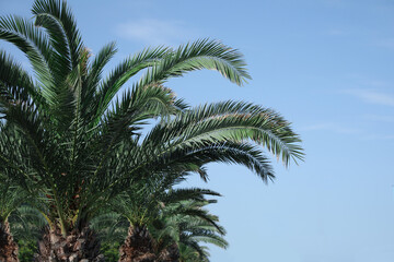 Fototapeta na wymiar Beautiful palm tree with green leaves against blue sky
