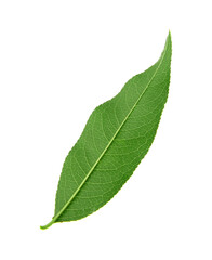 Fototapeta premium Green peach tree leaf isolated on white