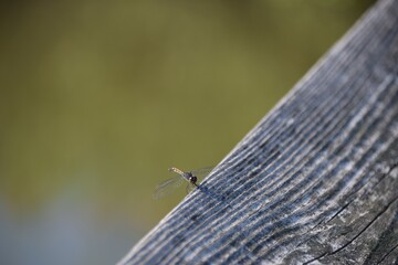 Dragonfly resting calm peace beauty fragile insect wings