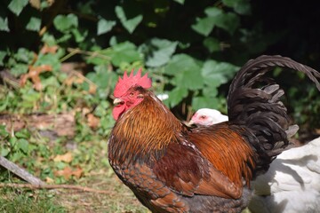 Rooster, cocky, proud, beauty, strong, leader